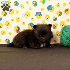 Dorman, Pomeranian Puppy